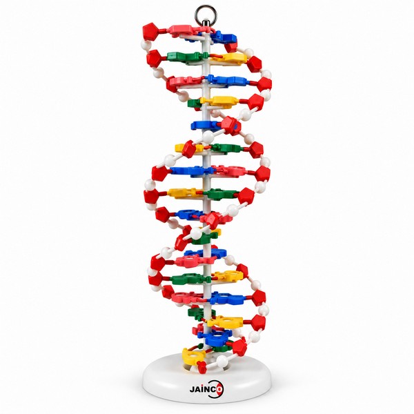 DNA Model